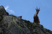 54 Sentinelle rampanti sulle rocce del Pizzo Paradiso